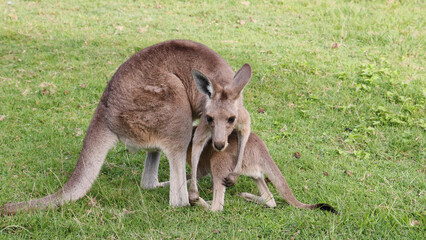 A Mother Kangaroo Nurturing Her Young Joey in a Grassy Field © blueringmedia