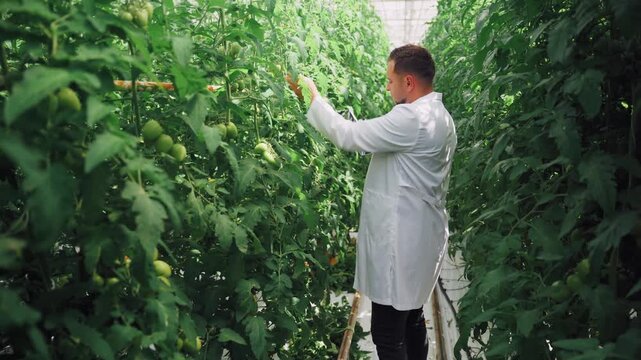 Scientist studies tomato cultivation. Research expert observes plant growth in controlled environment. Professional scientist conducts detailed analysis of tomato plants in laboratory setting