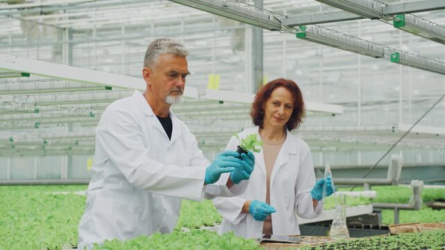 Caucasian scientists inspect lettuce seedlings in hydroponic greenhouse, wearing lab coats and blue gloves while examining root development, recording observations on tablet amid rows of green trays