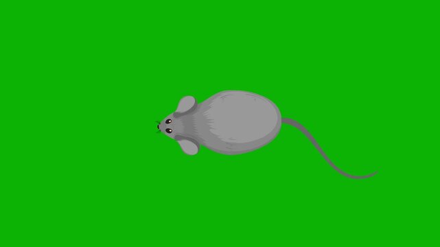 2D Cartoon Animation of Gray Mouse Crawling Top Down View on Green Screen