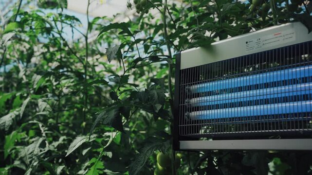 Indoor fruit protection. Greenhouse pest control methods. Plants housed with ecofriendly insect management. Closeup images of plant foliage and integrated insect trapping devices in greenhouses