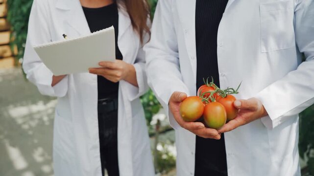 Specialists assess tomato cluster quality. Greenhouse technicians evaluate tomato ripeness and characteristics. Experts scrutinize tomato bunches for quality within controlled greenhouse environment