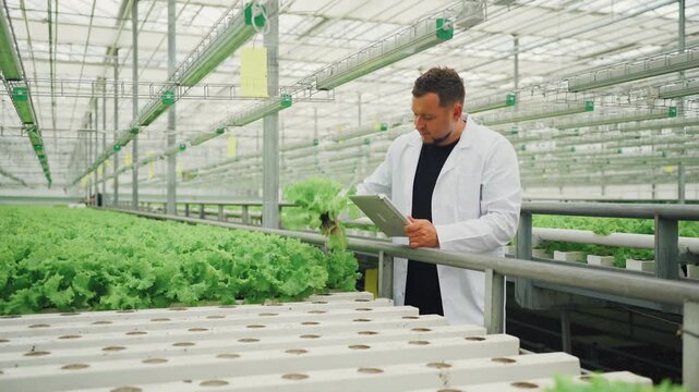 Agronomist checking hydroponic trays, recording growth metrics on tablet while walking between rows under greenhouse light, assessing nutrient solution and system efficiency for commercial production