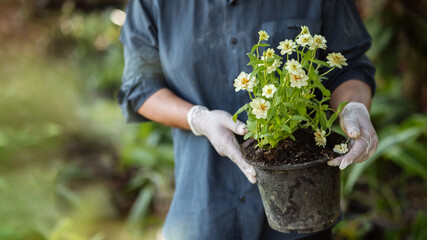 Fototapeta premium Gardener Holding White Flowers in Pot at Home Garden Nursery