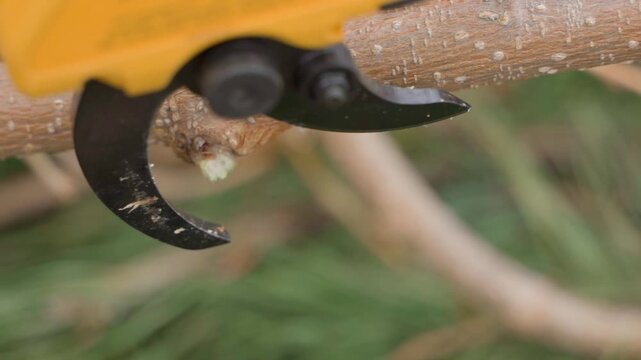 Electric pruner blade cutting tree branch macro close-up