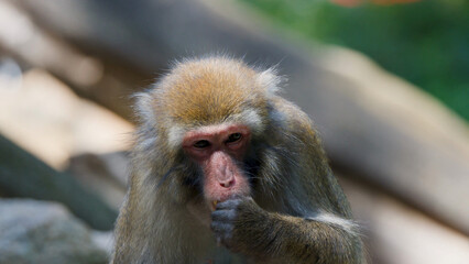Fototapeta premium Close-up of a Rhesus Macaque Eating in a Sunlit Forest