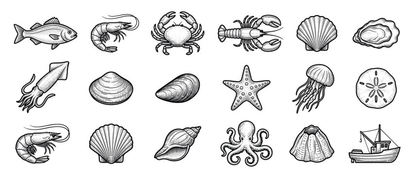 Various hand-drawn vintage seafood and marine life illustrations in a classic engraving style, showcasing diverse ocean creatures and a fishing boat