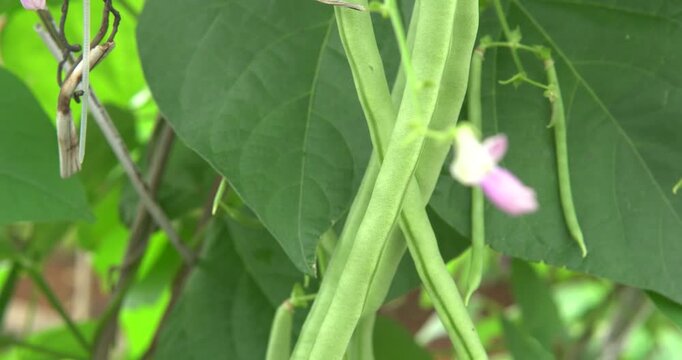 Fresh green beans  in the garden