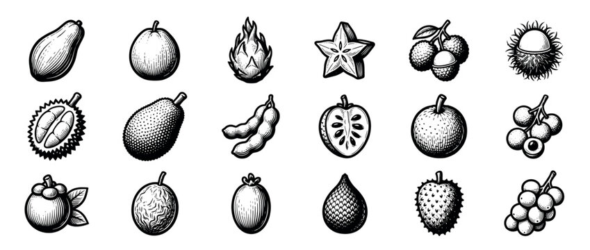 Various tropical fruits are depicted in a detailed black and white woodcut style, showcasing their unique textures and shapes