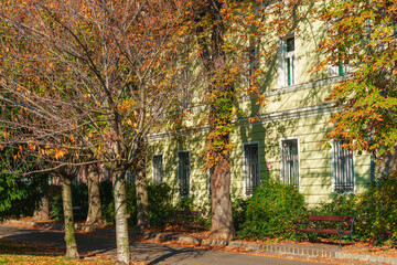 Obraz premium Golden autumn street view in historic Budapest showcasing vibrant fall foliage lush trees and classic European architecture on an urban city walk.
