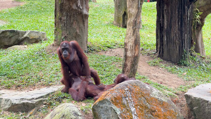 Fototapeta premium Bornean Orangutan Mother Interacting with Her Young Offspring in Zoo Habitat