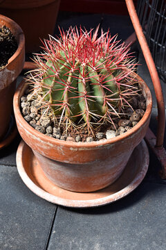 Potted cactus Ferocactus stainesii in a greenhouse