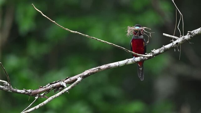 A Black-and-red Broadbills perched on a branch, holding fibers and twigs for its nest at Kaeng Krachan NP Thailand