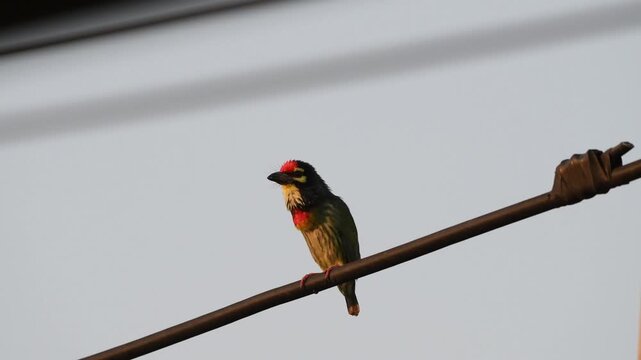 A Coppersmith Barbet perching on a wire and calling its sound like coppersmith working at Kaeng Krachan Thailand