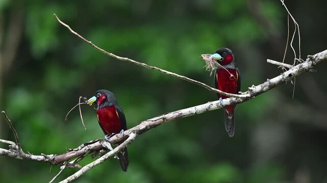 A pair of Black-and-red Broadbills perched together, both holding fibers and twigs for their nest in their blue bills at Kaeng Krachan NP Thailand