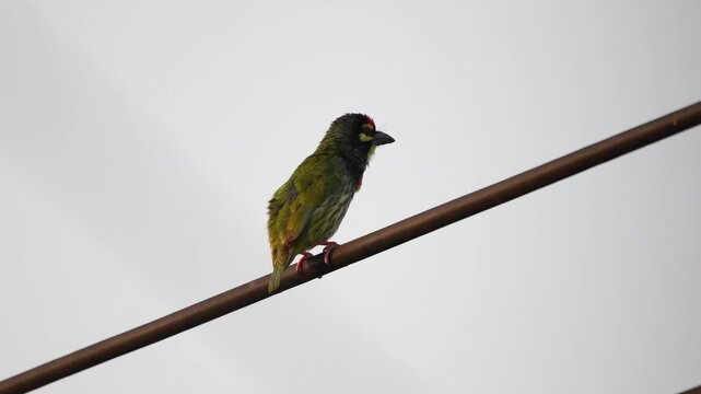 A Coppersmith Barbet perching on a wire and calling its sound like coppersmith working at Kaeng Krachan Thailand