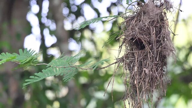 A Black and Red Broadbill flying into its nest and flew out at Kaeng Krachan Thailand