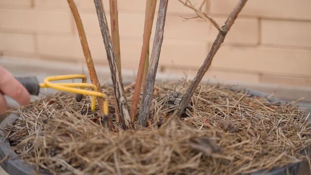 Hand gently moving pine needle mulch aside under blueberry bush for soil fertilizing