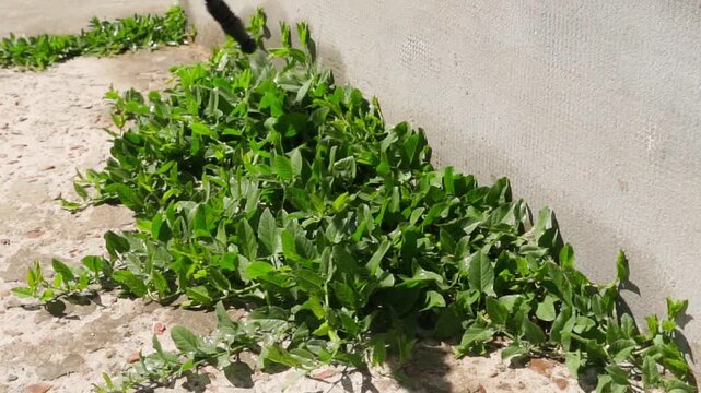 Spraying weeds growing along concrete path near building wall with herbicide on sunny day