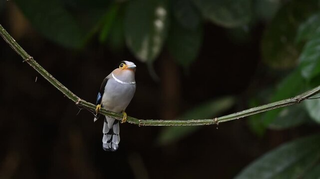 A female Silver-breasted Broadbills perched on a vine; the male joins female by perched side by side on the same vine then female flew away at Kaeng Krachan NP Thailand
