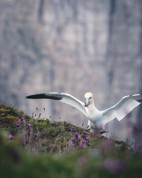 Gannet Life at Bempton Cliffs, North Yorkshire, May 16th  2026