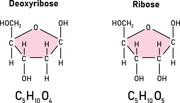 Deoxyribose vs Ribose Structure Comparison DNA and RNA Sugar Molecules Educational Diagram