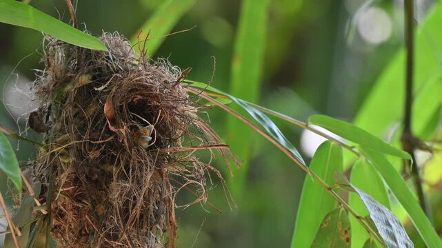 A Silver-breasted Broadbill waits inside its woven nest and widely open its beak at Kaeng Krachan NP Thailand