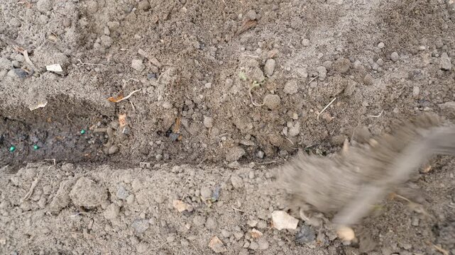 Top view of covering freshly sown radish seeds with soil using garden hoe