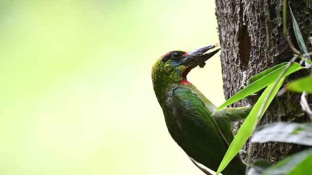 Male Red-throated Barbet (Psilopogon mystacophanos) clinging to a bark surface feeding baby inside the hole at Kaeng Krachan NP. Thailand