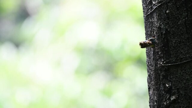 Red-throated Barbet (Psilopogon mystacophanos) poking its head out of a nest hole carrying nest debris and waste at Kaeng Krachan NP. Thailand