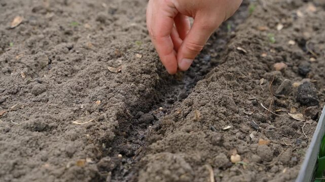 Hand planting coriander seeds into moist furrow on garden bed close-up