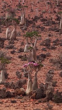 Unique bottle trees blooming in socotra desert landscape