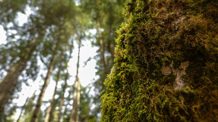 Fototapeta premium Close-up view of moss growing on a tree trunk with blurred forest background