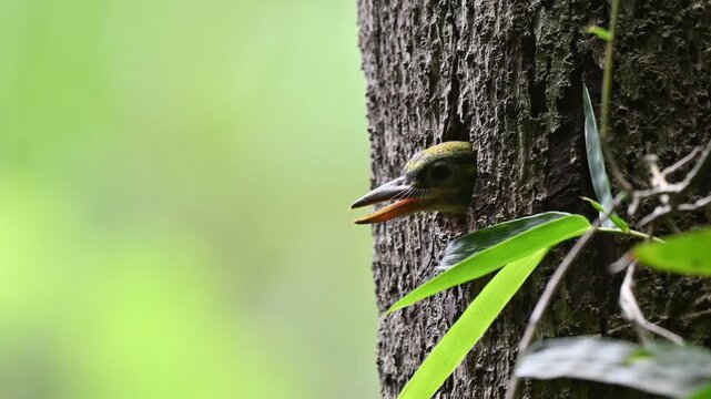 A juvenile Red-throated Barbet (Psilopogon mystacophanos) peeking out from its nest hole waiting for feeding at Kaeng Krachan NP. Thailand