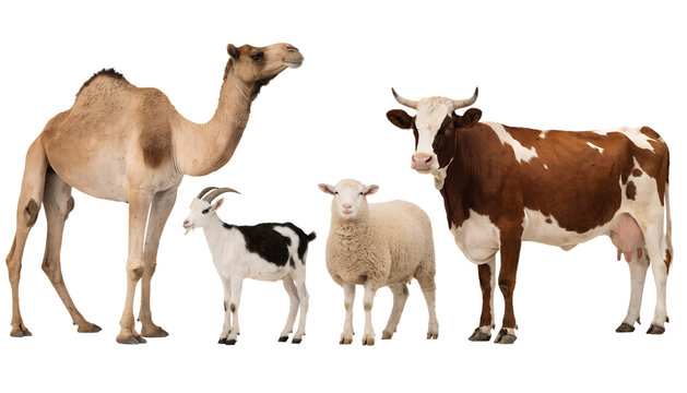 a camel, a goat, a sheep and a cow, standing, isolated on transparent background, Eid al Adha concept