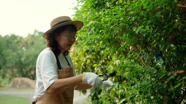 Happy senior woman caring for and pruning plants in backyard garden, enjoying retirement lifestyle with flowers and organic gardening. Healthy aging and wellness concept.
