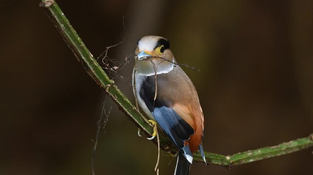 A female Silver-breasted Broadbills perched on a vine; with nesting material in its beak at Kaeng Krachan NP Thailand