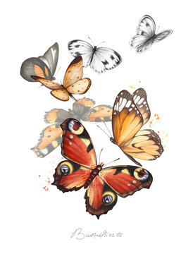 Watercolor hand drawn composition with illustration of beautiful butterflies and splashes isolated on white background. Flying orange and brown tiger, monarch butterflies. Bright summer card