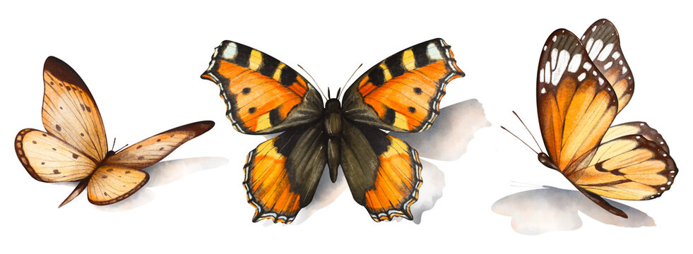 Watercolor hand drawn set with illustration of beautiful butterflies with shadows isolated on white background. Clipart flying orange and brown tiger, monarch butterflies. Bright summer