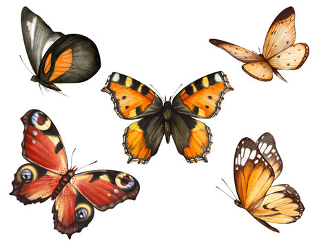 Watercolor hand drawn set with illustration of beautiful butterflies isolated on white background. Clipart flying orange and brown tiger, monarch butterflies. Bright summer
