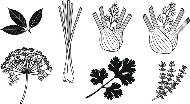 Black line art and silhouette collection of culinary organic herbs including fennel bulb dill flower and rosemary sprig vector
