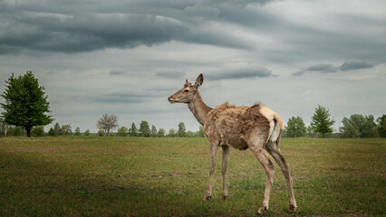 Naklejka premium Young deer standing alone in grassy meadow under cloudy sky with trees in background. Peaceful wildlife scene in natural landscape.