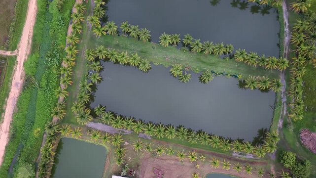 Cinematic drone top down view tracking over freshwater fish aquaculture farm Symmetrical rows of coconut palm trees surrounding industrial water ponds and dirt paths in rural landscape daytime