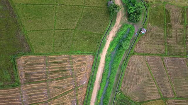 Cinematic drone top down view tracking over geometric rural landscape Beautiful patterns of green rice paddies harvested fields dirt road and banana plantation rows in countryside daytime
