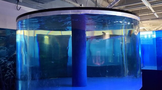 A small blacktip reef shark swims quickly in a round aquarium