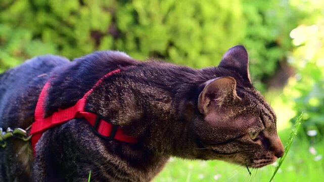 Close-up slow motion footage of a black domestic cat with a collar nibbling grass while exploring a green garden outdoors.