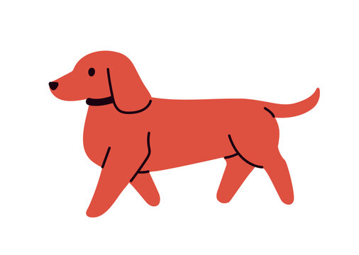 Cute Wiener sausage dog walking. Funny little small puppy, Dutchhund breed. Pup, canine animal, toy pet with short legs and long body, collar. Flat vector illustration isolated on white background