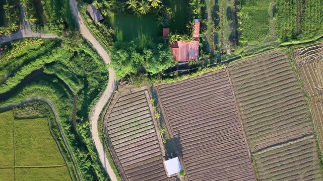 Vertical drone shot flying over brown plowed land field with lines and furrows Grid pattern of agriculture farm soil green crops road and small shed during warm sunset golden hour light daytime
