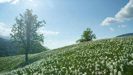 Beautiful panorama of untouched green woods and pastures blossoming in spring © helivideo