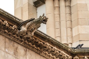 Close up view of a medieval stone gargoyle sculpture on a roof cornice with a live pigeon perched beside it in Cuenca Spain © MSCT